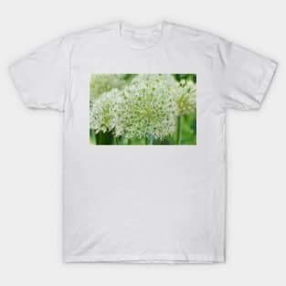 Allium karataviense  &#39;Ivory Queen&#39;  Kara Tau garlic T-Shirt